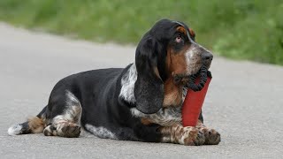 Basset Hound Marking Inside: Training Tips