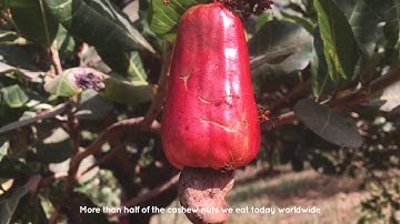 CASJU Karameller - Crowdfunding video