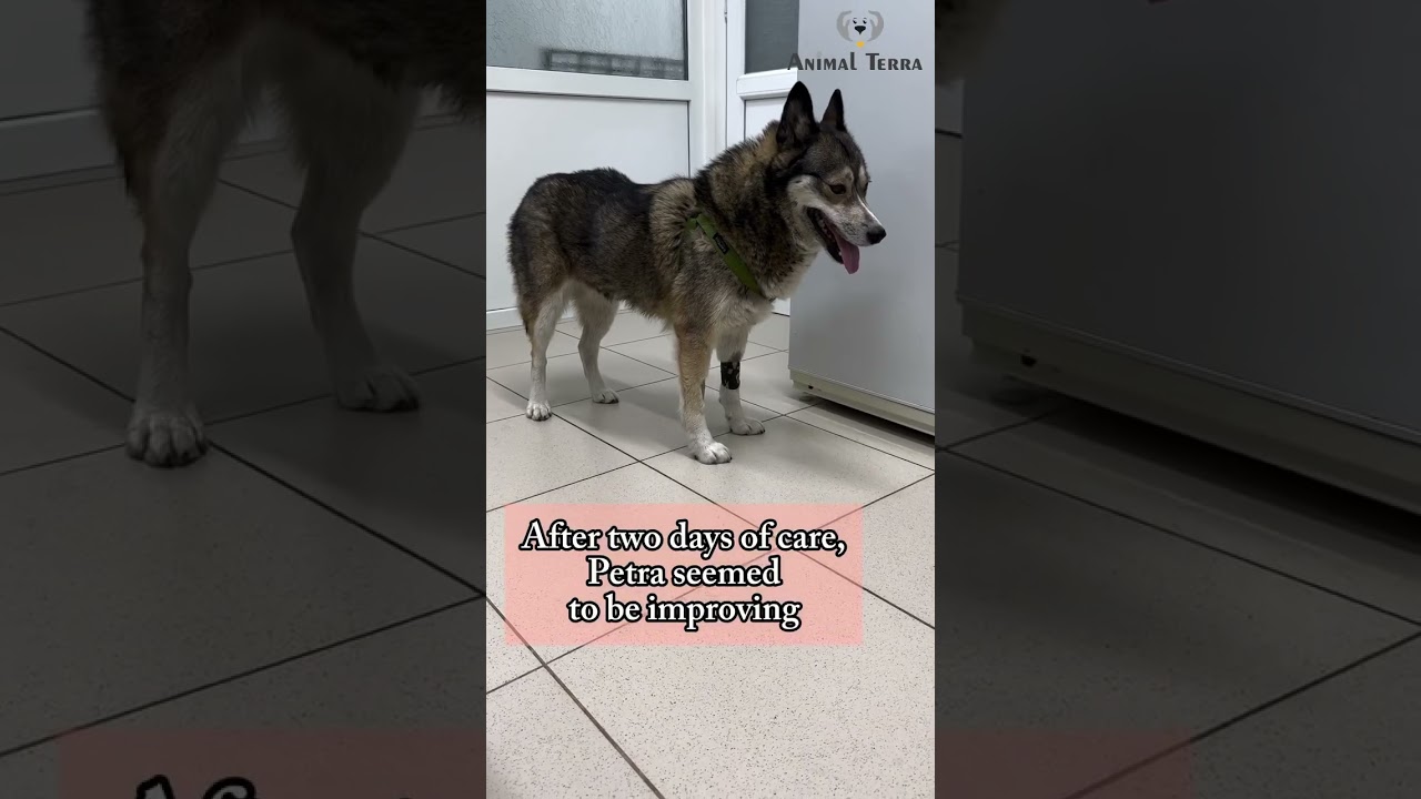 This poor stray dog, named Petra, lay helpless on the cold grass for two days… 