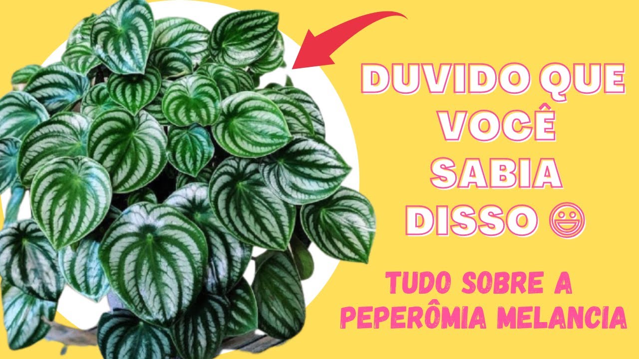 COMO CUIDAR DA SUA PEPERÔMIA MELANCIA + DICAS tudo sobre a peperomia melancia