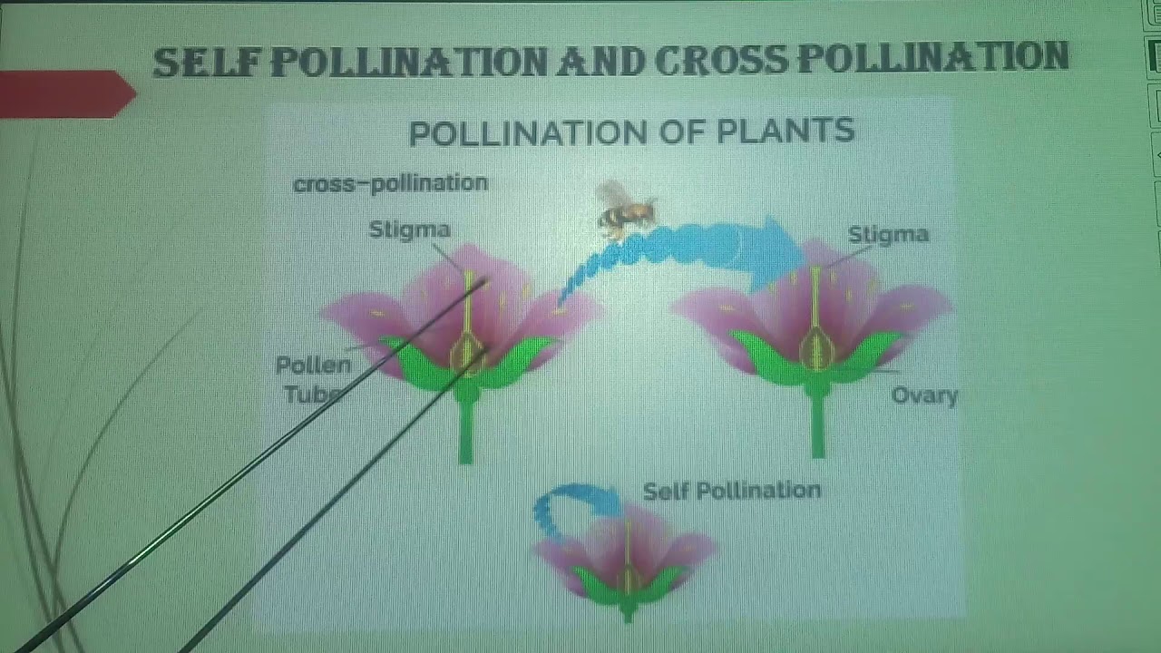 Class IX Biology (Flowering Plants - Pollination and Fertilization part ...