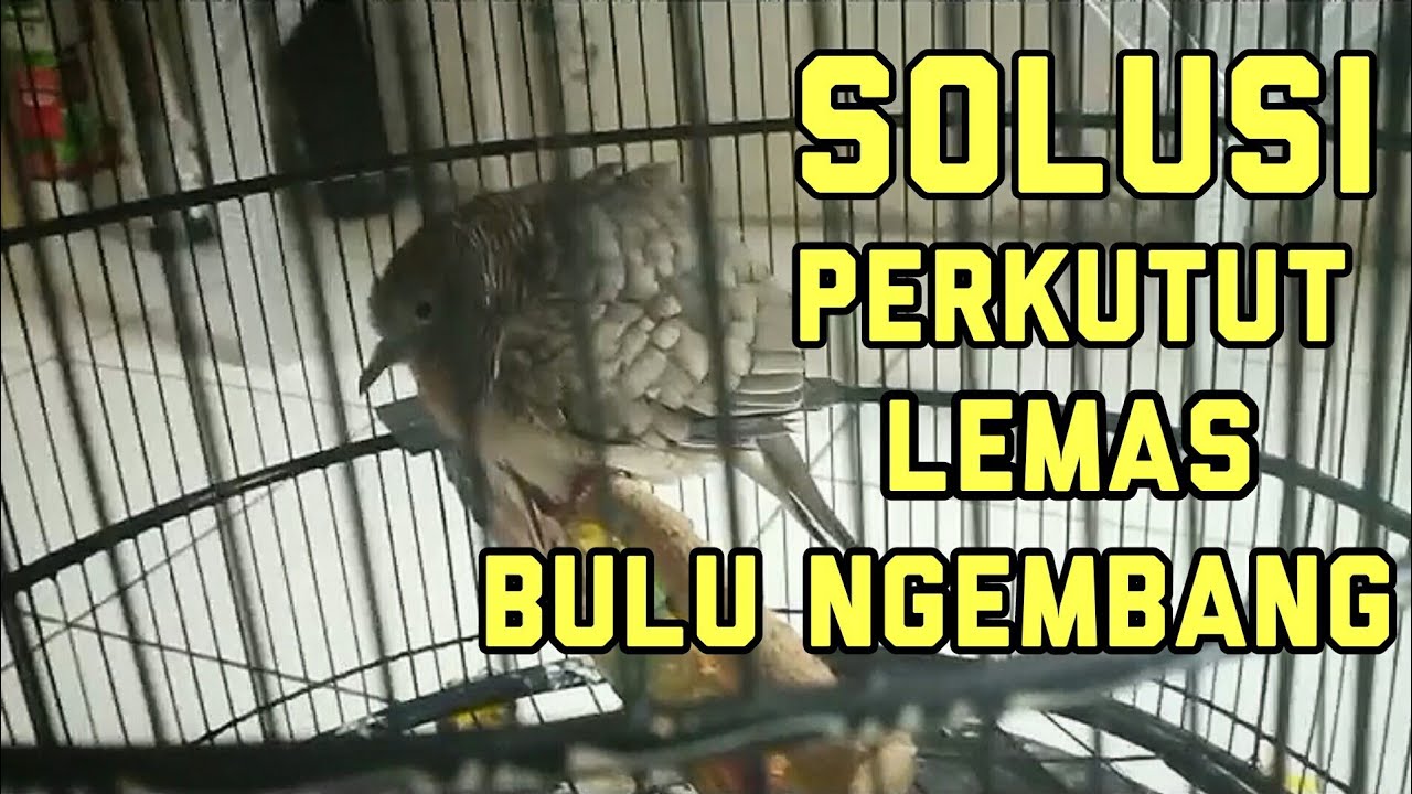 cara mengatasi perkutut yang lemas dan bulu mengembang.