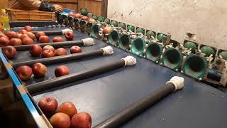 20201119りんごの選果機1703〜サンふじの重量選果