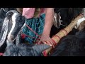 ছাগলের হাট। শিবরাম পুর