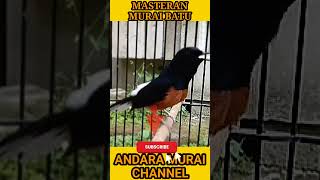 Peaceful Nature Sounds with Birds 🌿 #shorts #relax #nature