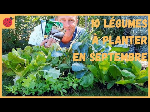 Vidéo: Comment planter un potager d'automne du sud