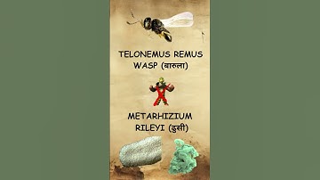 Fall Armyworm Natural Control | Nepal