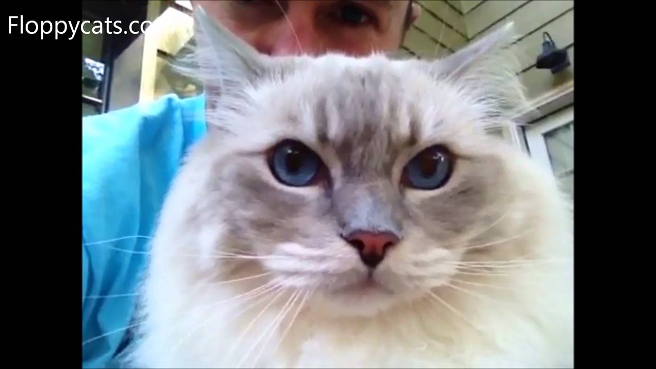 Ragdoll Cat Trigg Chiggy Annoyed Meow ねこ ラグドール Floppycats YouTube