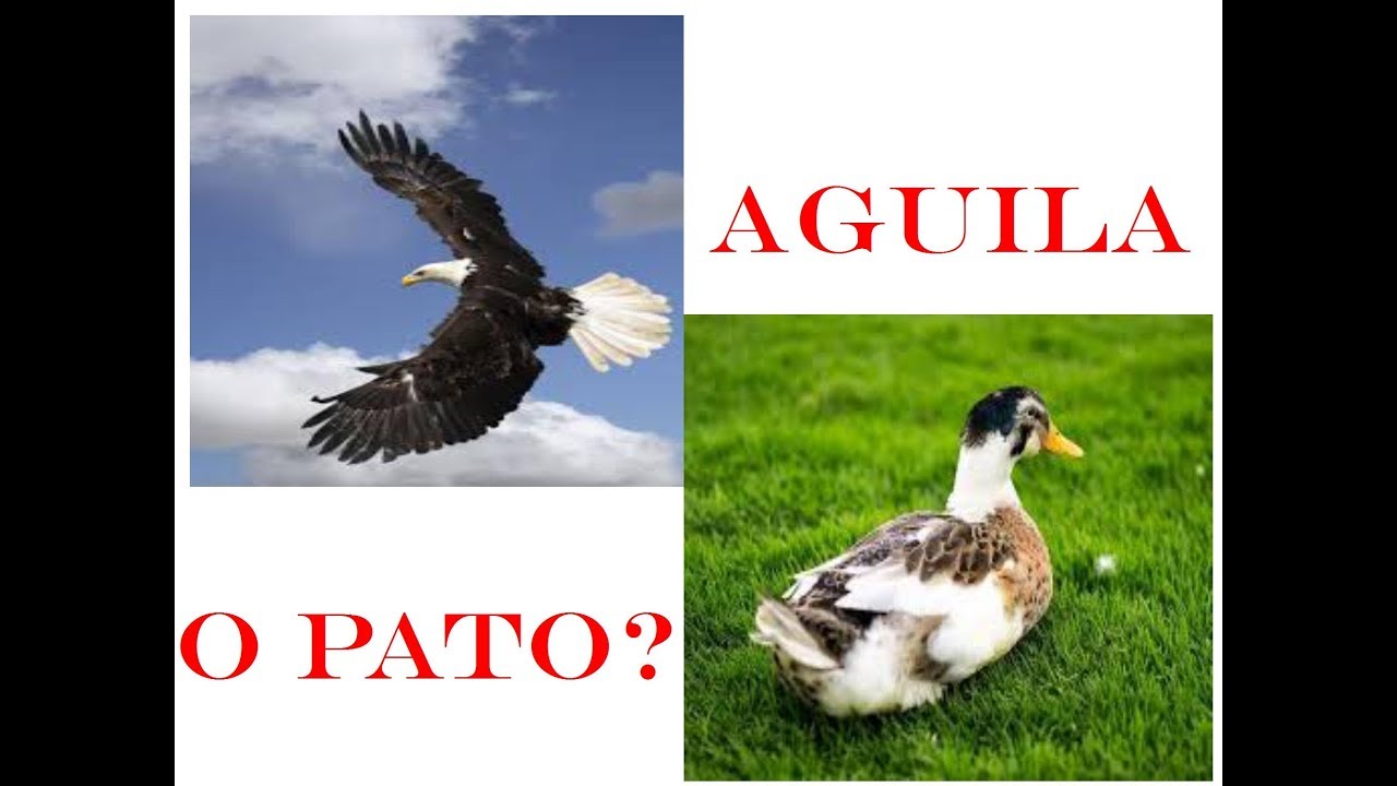 Reflexion: Aguila o Pato - YouTube