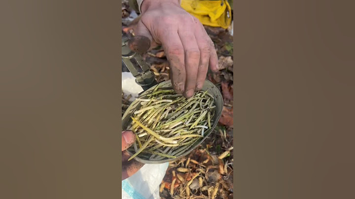 Чеченский алмаз Черемша