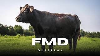 Inside South Africa’s Foot-and-Mouth Disease Outbreak