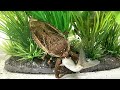 ガサガサで魚を捕まえてタガメに食わせる