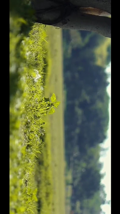 Cinematic Video Shot On 30 FPS Canon 200D is cinematic  Explore