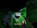 Alam liar : si katak bening glass frog #alamliar #faktaunik #katak #hutan #viral #shortvideo