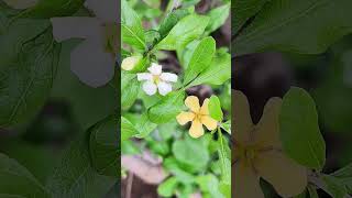 Wild Flowers #wildflowers