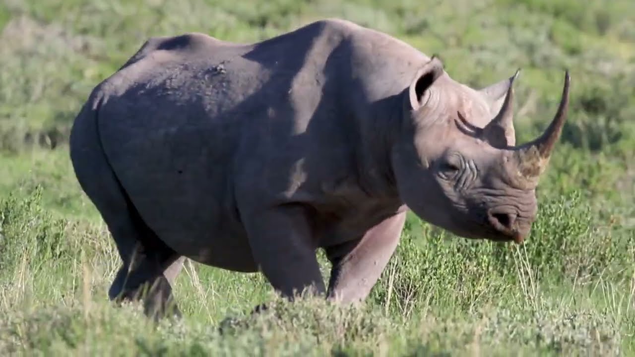 Birdwatching in Namibia.  Etosha National Park