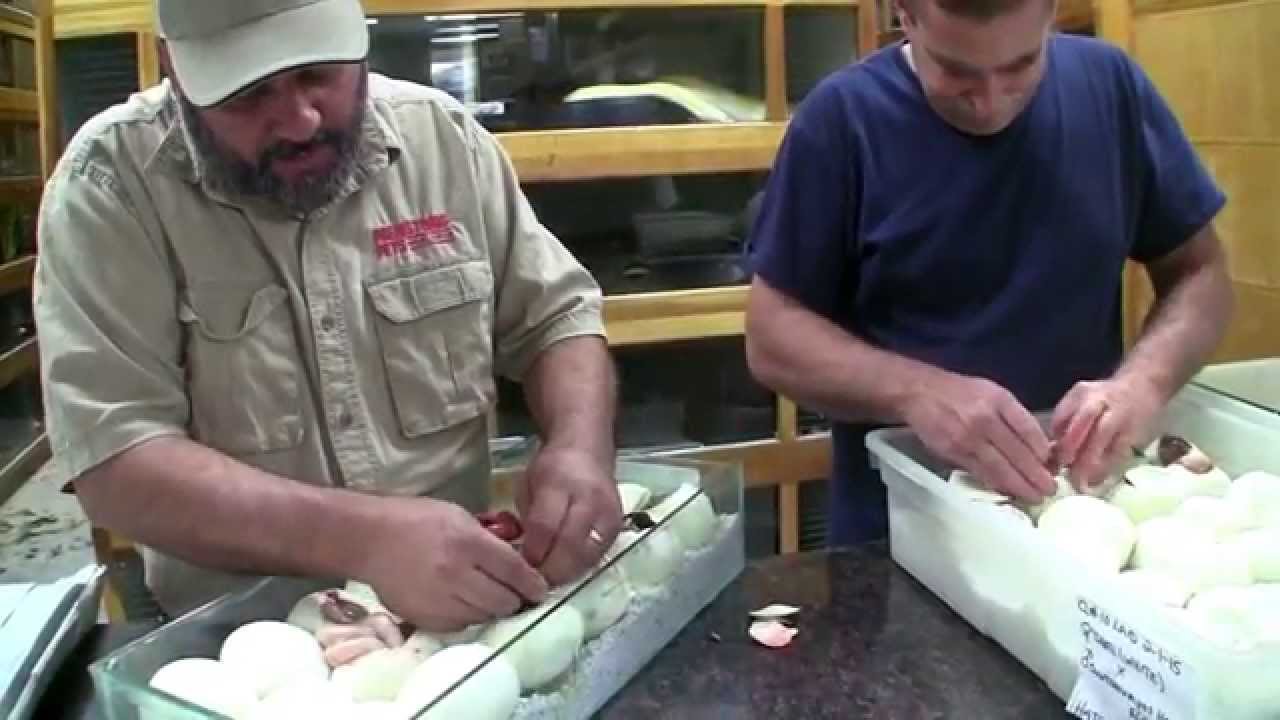 petco hours Rising Moons Over Plutonium