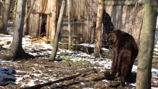 Bear Creek Sanctuary - Jaglions 10th Birthday