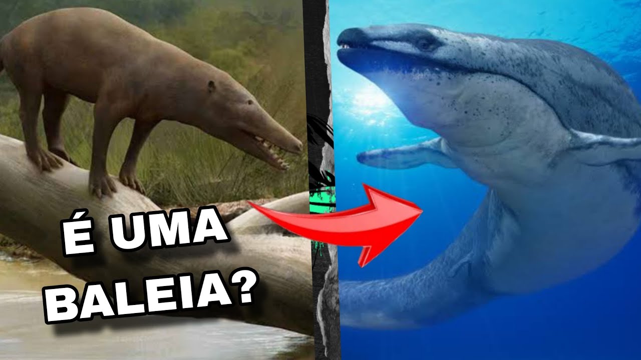 A Evolução dos Cetáceos, as Baleias Andavam - 10 Espécies Pré Historicas