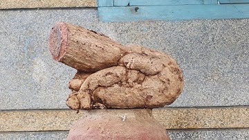 củ cóc(X)chua quái thú hàng độc lh 0795050333