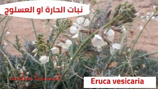 نبات الحارة او العسلوج او الجرجير Eruca vesicaria