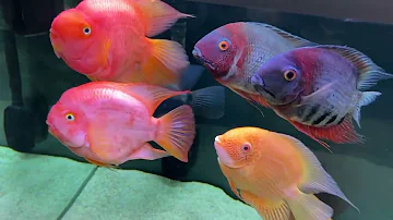 Кормление Северумов, Уару, Попугаев кормом Ocean Free (OF) Intense Red Blood Parrot
