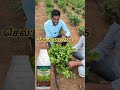 jasmine flower disease deficiency problem #agriculture #farming #organic farming #காம்புகள் அழுகல்