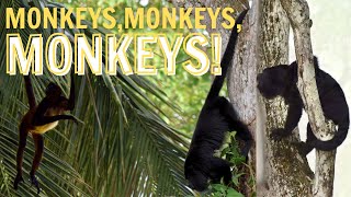 Monkeying Around in Jungle Paradise: Overland Adventure in Las Guacamayas, Chiapas, Mexico by 2 Cats & a Camper 74 views 3 months ago 22 minutes