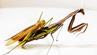 Terrible mating of praying mantises. Why did the female praying mantis eat the male's head?