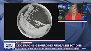 CDC tracking emerging fungal infections | FOX 13 Seattle