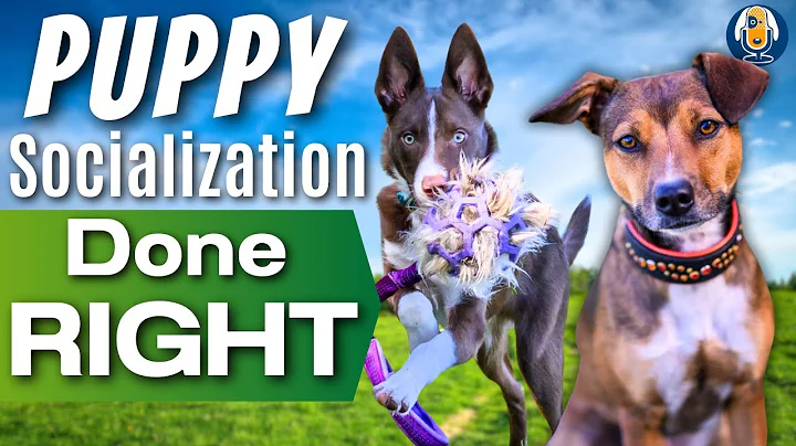 Susan Garrett’s Puppy Socialization Strategies For Raising Confident, Happy Dogs #246 #podcast