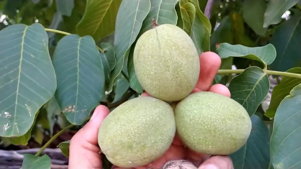 ALTIN YERLİ CEVİZ SEÇME ÇALIŞMASI