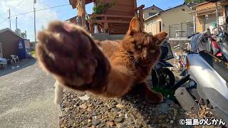 CAT ISLAND JAPAN ยท Spr 2026 ยท Compilation ยท 3H|2026ๅนดๆฅใซๅบไผใฃใ็ซๅณถใฎ็ซใใก