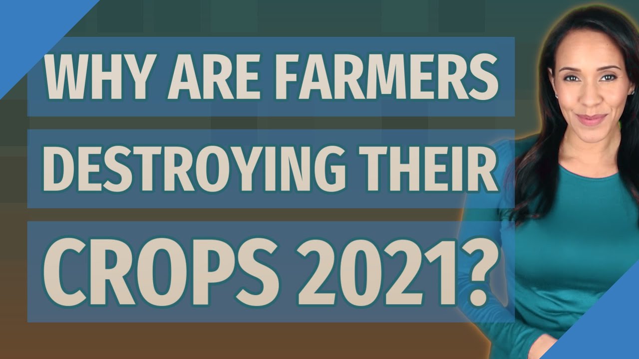Why are farmers destroying their crops 2021? YouTube