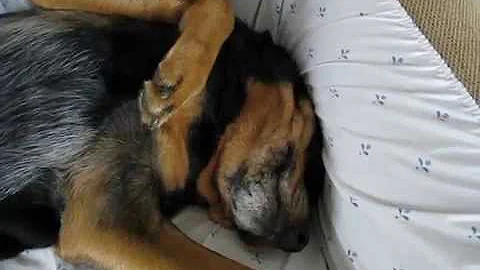 Zeus The Amazing Rottweiler  Totally zonked out sn...