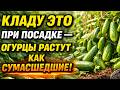 Кладу ЭТО в лунку при посадке секрет небывалого урожая огурцов до самых заморозков