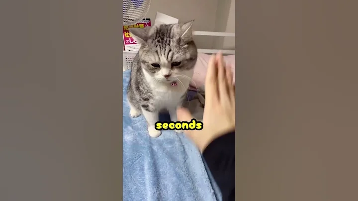 Video 11411021: cat animal dance pet, cat dance funny pets, cats hate