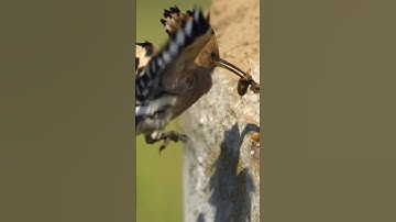 Bekijk de wereld door de ogen van een vogel!