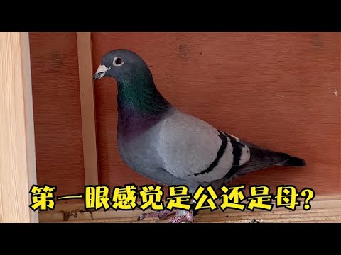 鸽子如何分公母？母鸽子养的好也会打圈咕咕叫，还有雄鸽长得雌态