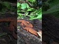 Double the Red Efts #wildlife