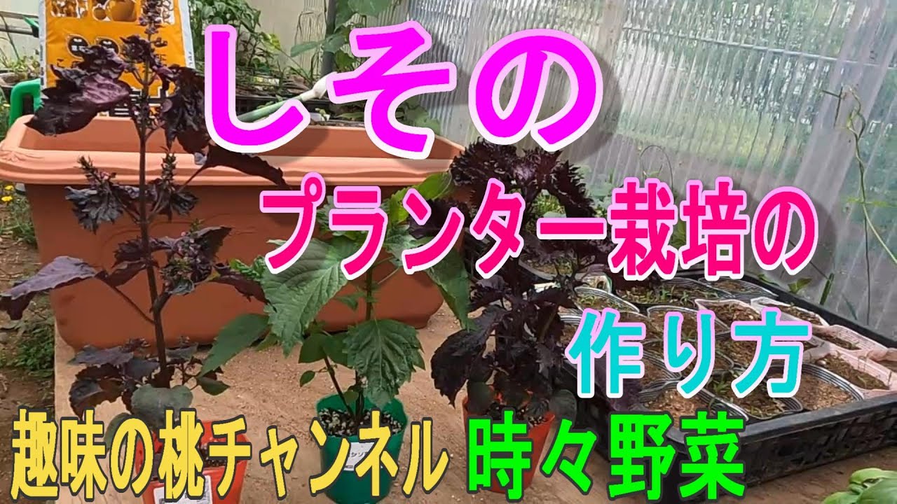 しその プランター栽培の 作り方 22 5 28 Youtube