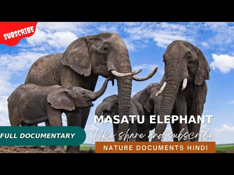 वीडियो: हाथी का जीवनकाल। हाथी कितने वर्षों तक विभिन्न परिस्थितियों में जीवित रहता है?