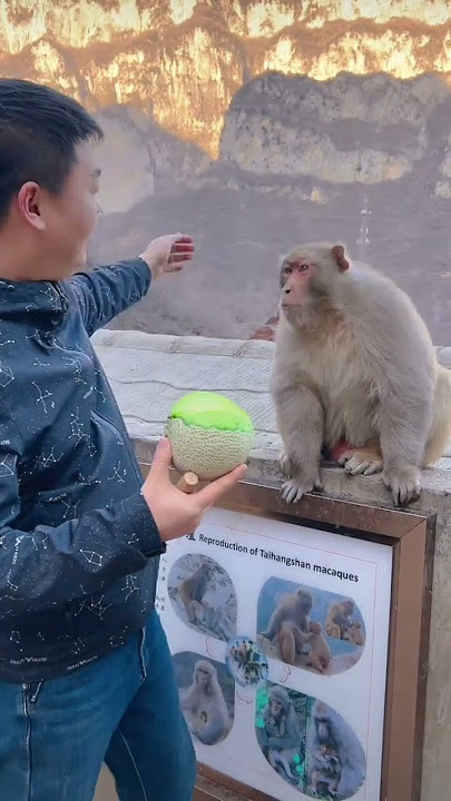 Monkey Brother is anxious, monkey becomes a sperm