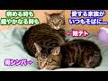 クールな女王猫シンバ病める時も健やかなる時も愛する家族がそばに... #猫 #元野良猫 #猫のいる暮らし #cat