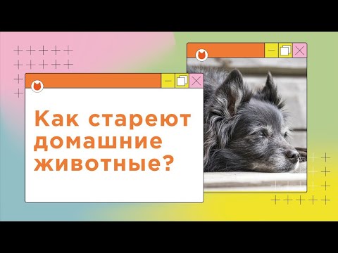 Как стареют домашние животные? Признаки старости.