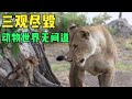 成精了？狒狒出卖羚羊，演技秒杀小鲜肉！沼泽狮群才是大聪明…lion