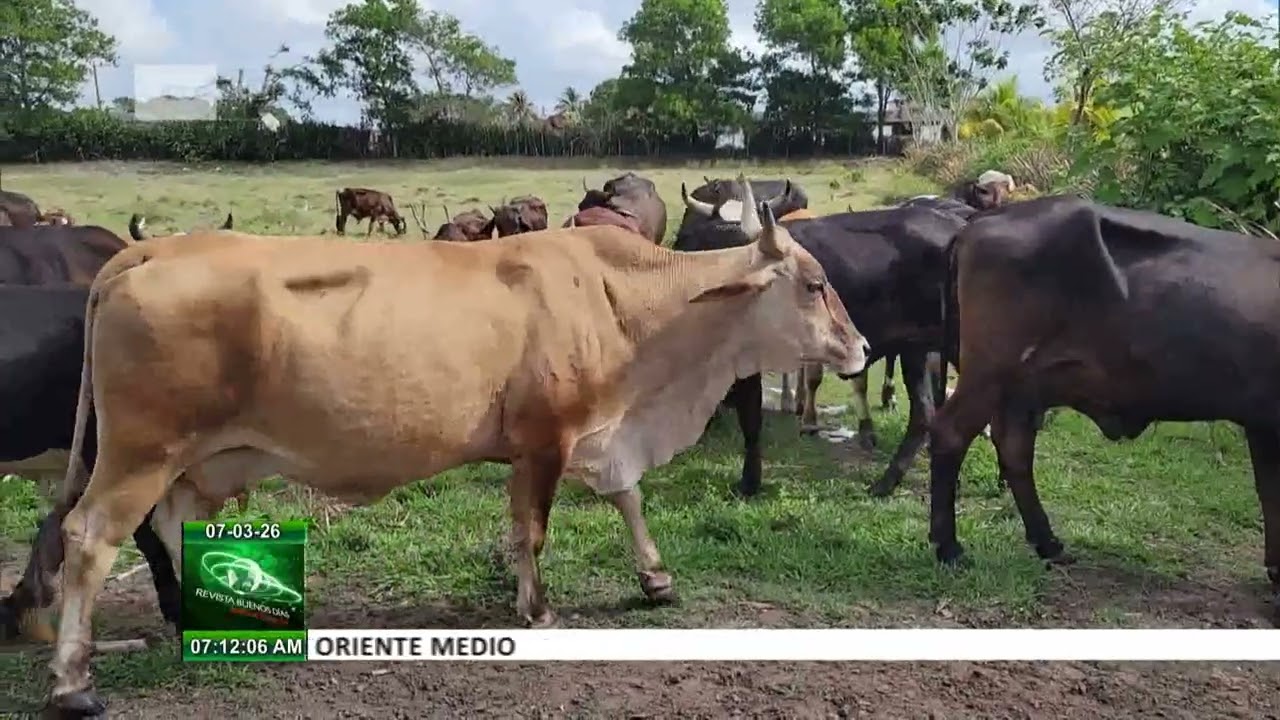 Finca camagüeyana De Yanza consolida rentabilidad con uso de paneles solares
