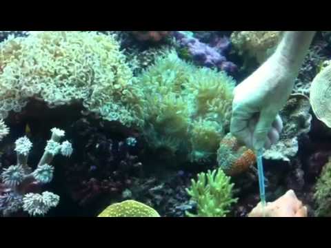 feeding corals zooplankton at