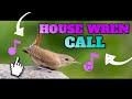 House wren call