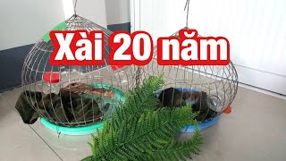 0913260614 zalo, lồng cu đất, cu gáy bao xài, anh bảy thép, thanh toán cod